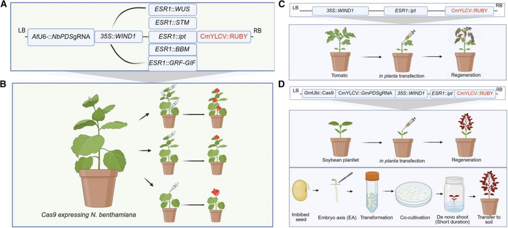 The image shows the constructs and transfection strategies.