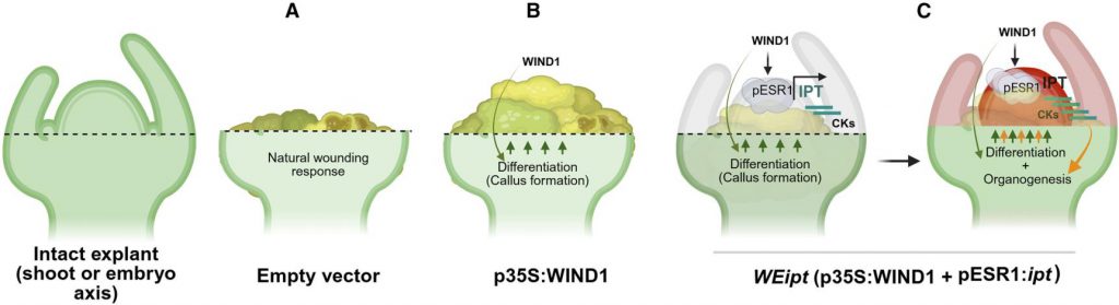 The image shows the process of de novo shoot regeneration.