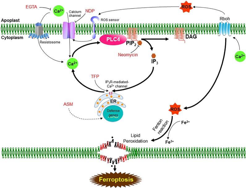 Proposed model of the OsPLC4 signaling pathway and its role in Ca2+ and ROS-mediated ferroptosis in rice.