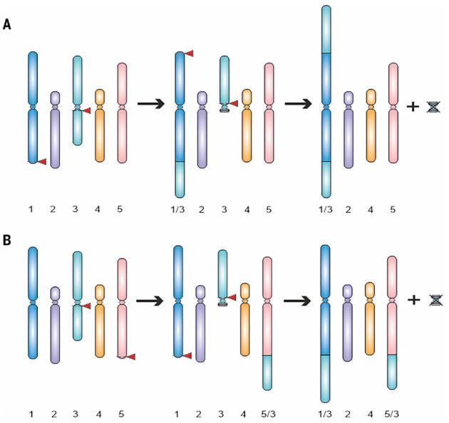 Schematic overview of the generation of the two eight-chromosome lines F8 and T8.