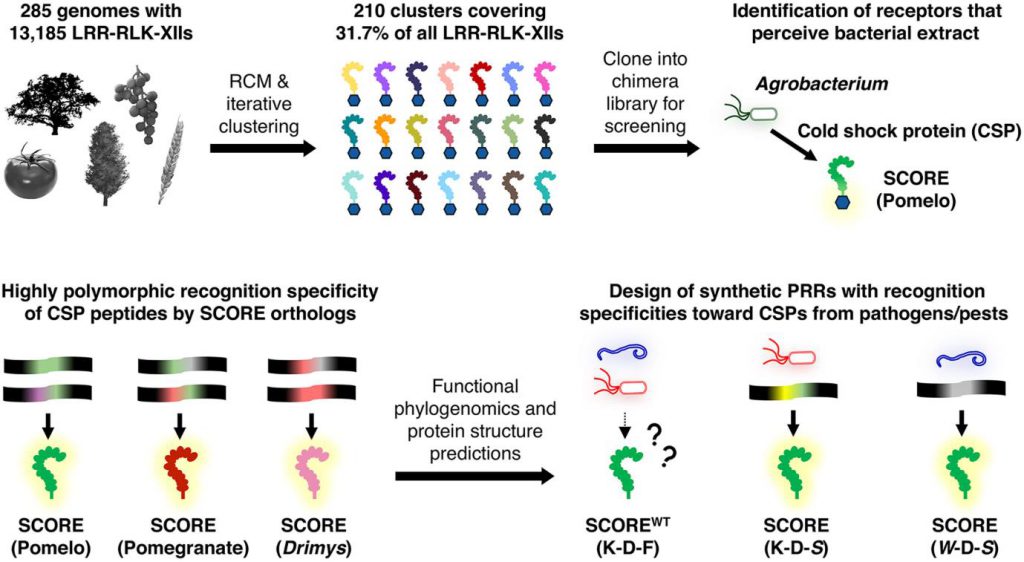 A flowchart illustrating the pipeline for systematic discovery and engineering of plant immune receptors.