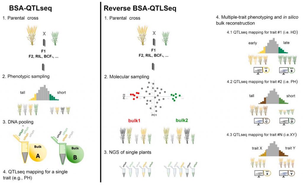 Schematic diagram of the working model.