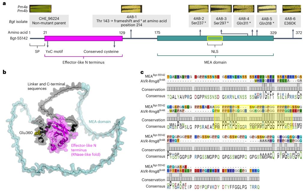 Diagrams and 3D models of the Bgt-55142 effector protein. The figure illustrates the locations of various mutations found in Pm4 gain-of-virulence mutants, alongside a sequence alignment showing high conservation of key motifs.