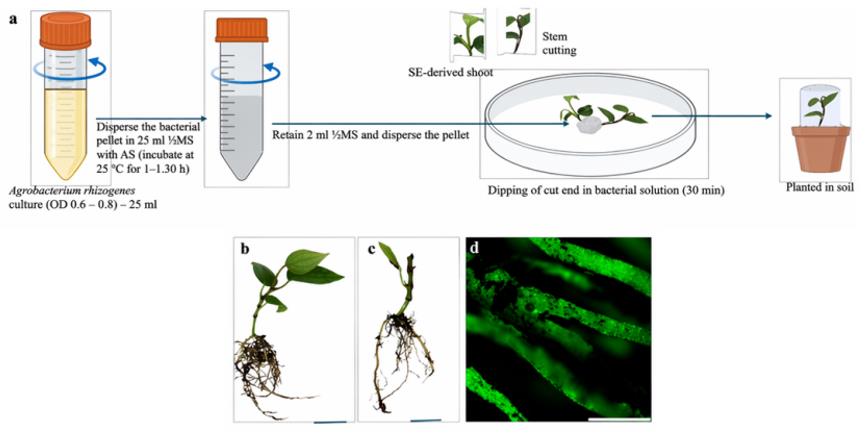 Generation of composite black pepper plants via Agrobacterium rhizogenes-mediated hairy root transformation, showing the experimental workflow, established composite plantlets, and GFP fluorescence distinguishing transgenic roots from non-transformed roots.