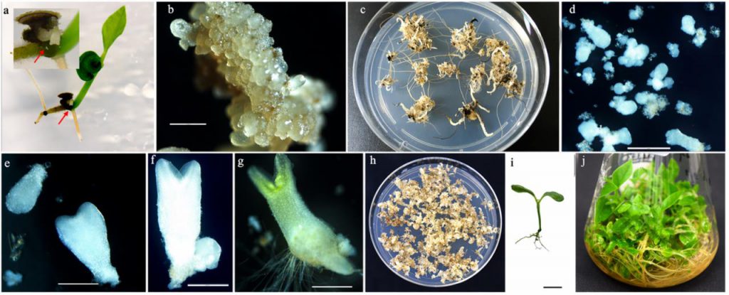 Somatic embryogenesis in black pepper derived from nucellar apomixis, showing induction from zygotic embryos, recurrent embryogenesis at globular through cotyledonary stages, and complete plantlet regeneration.