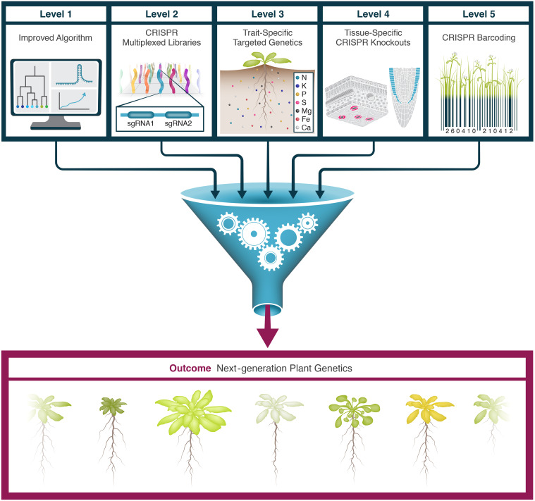 Schematic overview of the next-generation CRISPR genetic toolbox for Arabidopsis.