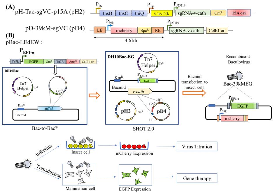 Diagram of SHOT 2.0 helper and donor plasmids and the dual-gene insertion workflow combining CRISPR transposon and Bac-to-Bac technologies.