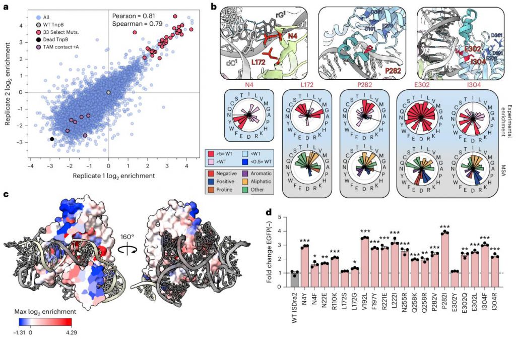 Structural analysis of TnpB activating mutations showing enrichment scores, key residues, and EGFP knockout validation in HEK293T cells.
