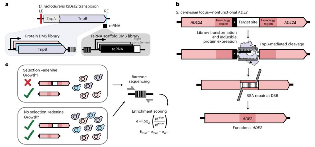 Schematic of TnpB DMS library and yeast cleavage assay with ADE2 reporter repair and barcode enrichment workflow.