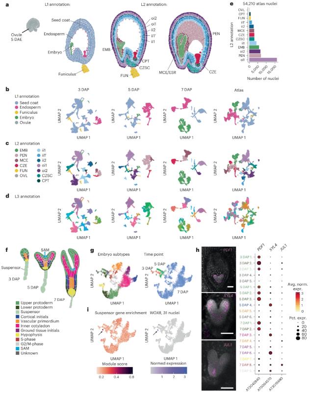 Visual representation of Arabidopsis seed developmental stages and cell type annotations from single-nucleus RNA sequencing data