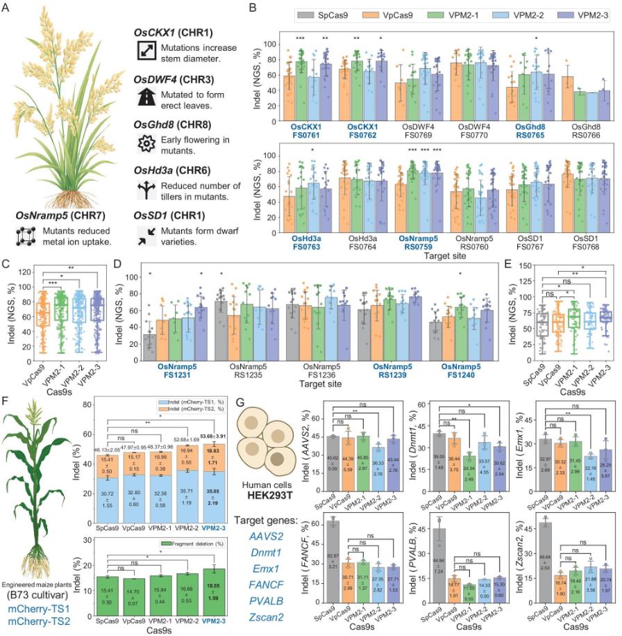 Editing efficiency of VpCas9 and mutants VPM2-1, VPM2-2, VPM2-3 across rice callus, maize protoplasts, and HEK293T cells compared with SpCas9.