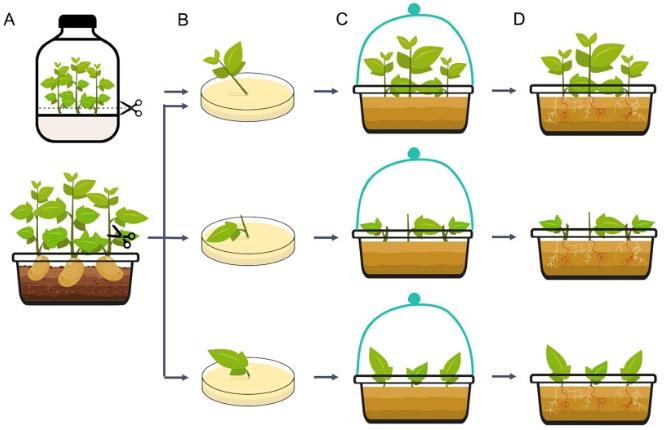 In vivo potato hairy root transformation procedure: wounding, R. rhizogenes inoculation, vermiculite planting, and RUBY-positive red root identification