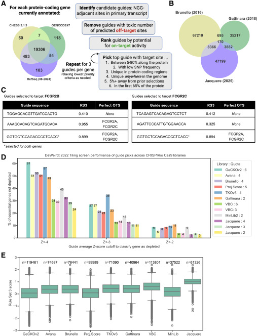 Jacquere library design overview, guide overlap with Brunello and Gattinara, paralog targeting example, and RS3 score comparison across CRISPR-Cas9ko libraries.