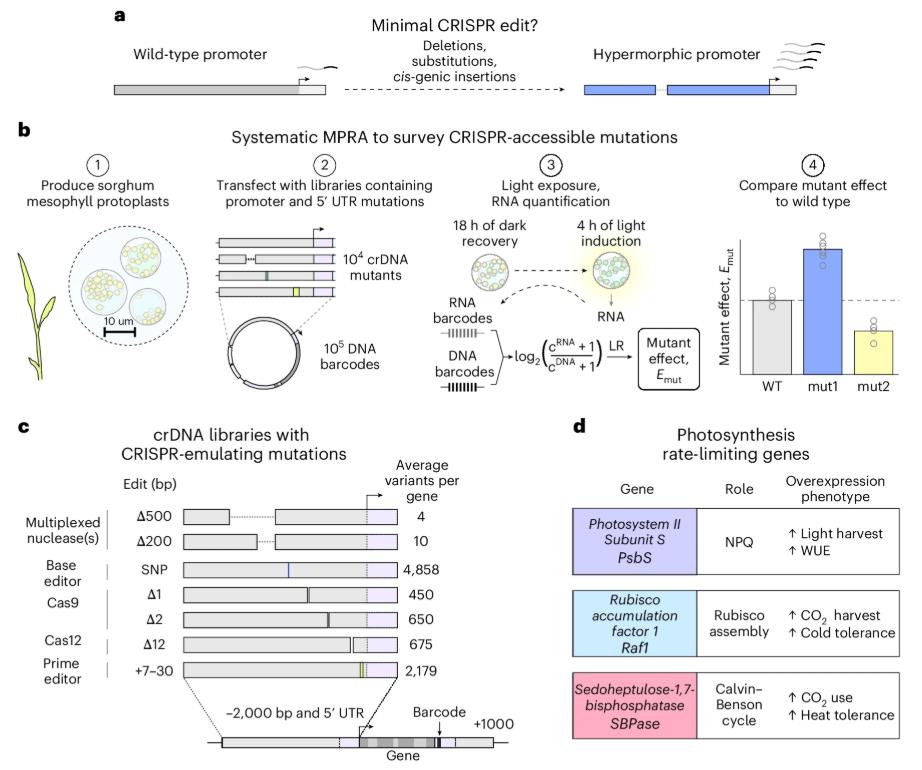MPRA workflow in sorghum protoplasts: saturated CRISPR-type edits across promoter and 5' UTR of PsbS, Raf1, and SBPase to discover expression-modulating mutations.