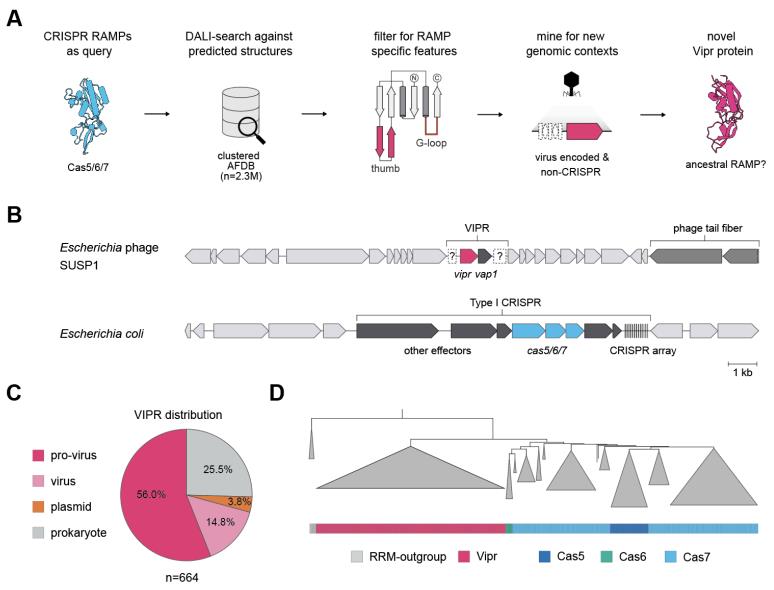 Vipr as phage-encoded ancestor of CRISPR RAMPs, showing discovery pipeline, locus comparison, distribution, and phylogenetic tree.