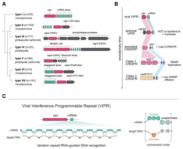 Diverse VIPR systems classification and proposed model for CRISPR evolution via horizontal gene transfer.
