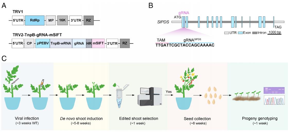 Schematic representation of the TRV-ISYmu1 TnpB genome editing system for transgene- and tissue culture-free heritable genome editing in tomato.