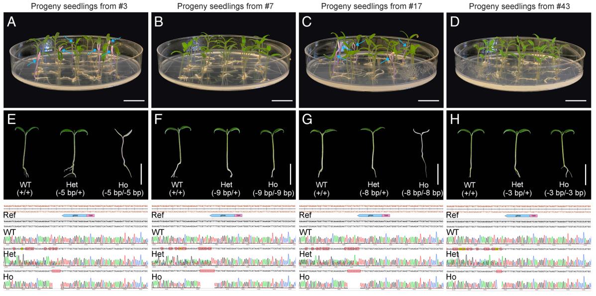TRV-mediated SlPDS editing results in photobleaching phenotypes and heritable mutations in tomato.