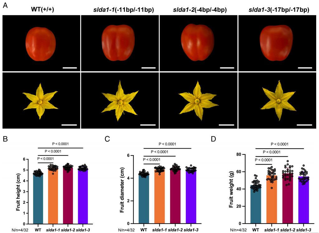 TRV-mediated SlDA1 editing enhances fruit size in tomato, demonstrating the system's utility for crop improvement.