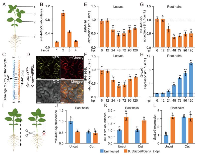 Experimental evidence showing shoot-derived miR4416-5p regulation of GmLe3 expression in soybean roots, including tissue-specific expression patterns and rhizobial infection responses