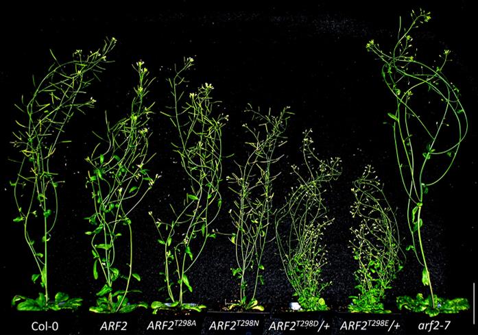 A Hidden Instability Domain Fine-Tunes Auxin Signaling in Plants