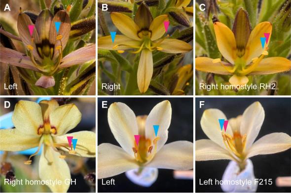 A Supergene for Mirror-Image Flowers in <em>Wachendorfia</em>