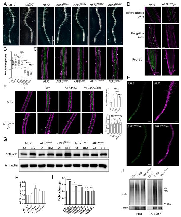 Stabilized ARF2 accumulates in root epidermal nuclei and stunts root hair elongation.