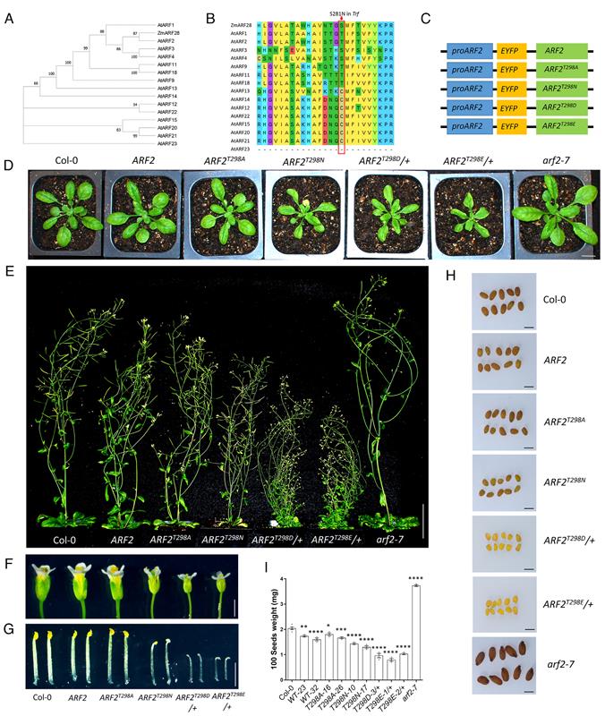 Transgenic Arabidopsis lines expressing stabilized ARF2 variants display pleiotropic growth defects.