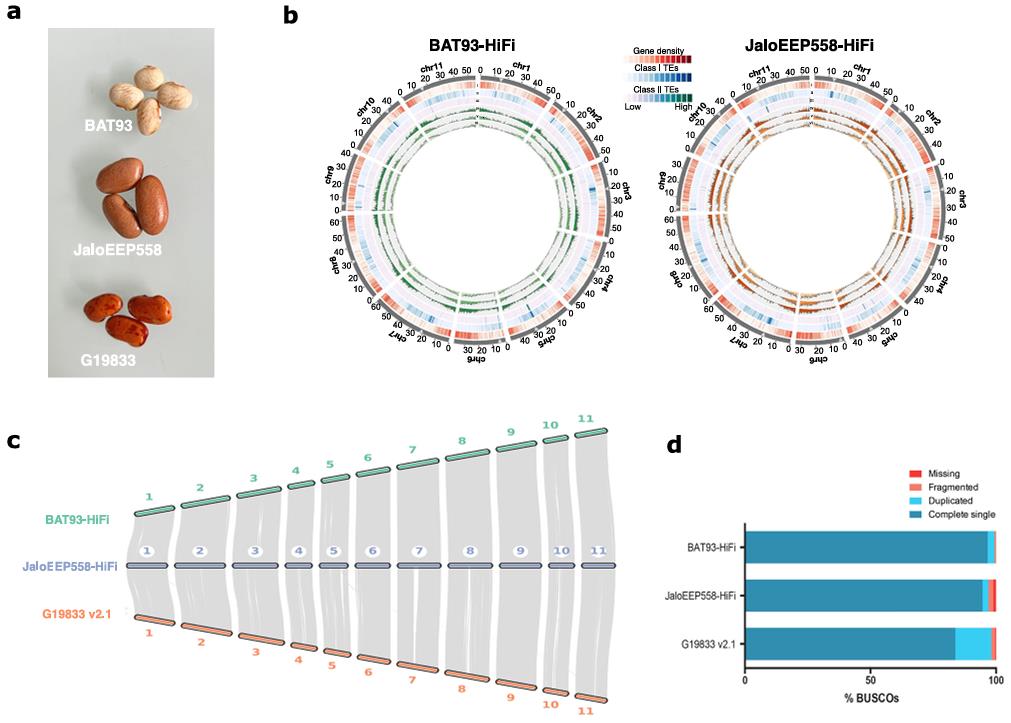 Chromosome-scale genome assemblies of common bean genotypes BAT93 and JaloEEP558 with synteny to the reference genome