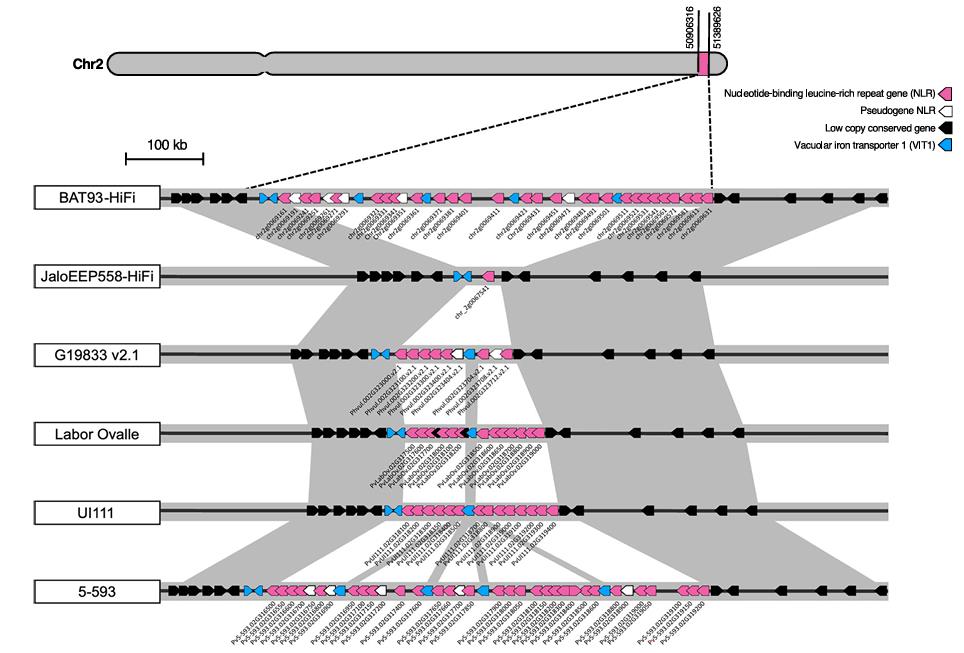 Physical map of the I gene cluster on common bean chromosome 2 showing the TNL arrangement and the retrotransposon insertion that disrupts I function