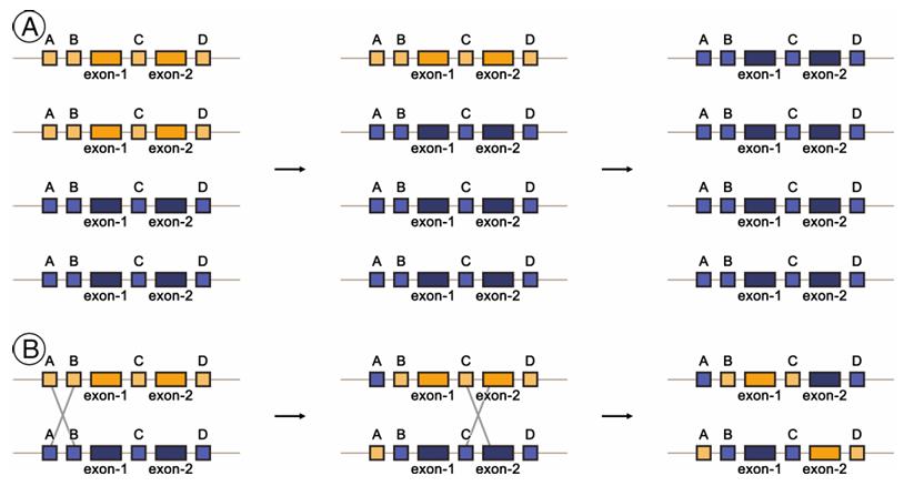 Homoeologous exchanges between progenitor chromosomes alter the dosage and structure of homoeologous genes, creating new combinations