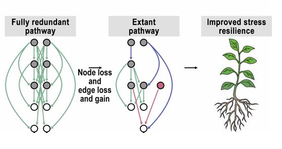 Polyploidy as a Resilience Engine: How Whole-Genome Duplication Arms Crops Against Climate Stress