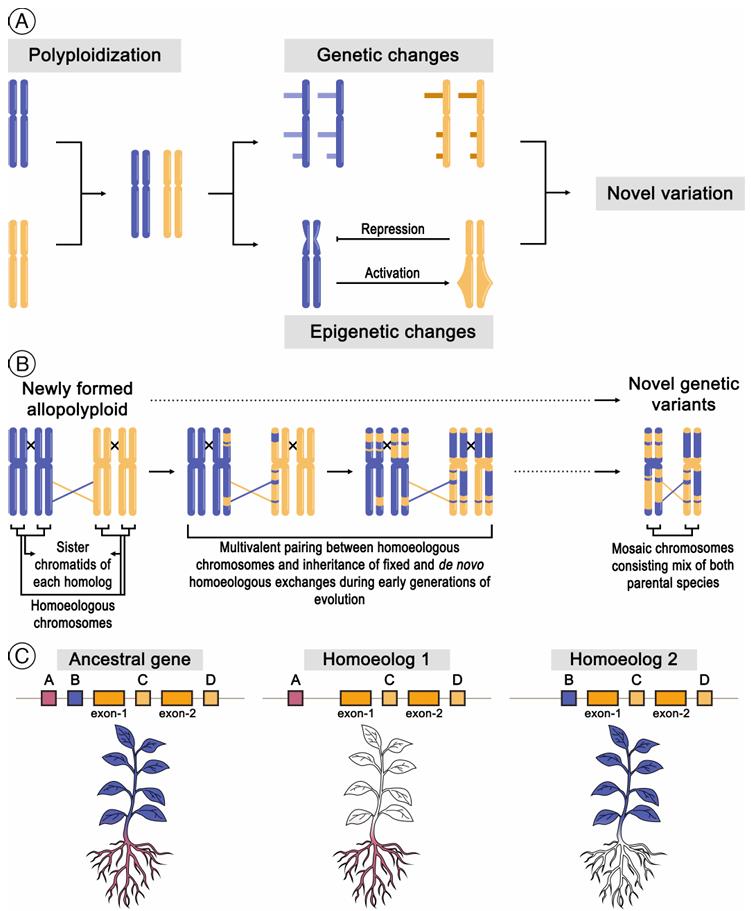 Allopolyploid formation through hybridization and genome doubling followed by genetic and epigenetic changes that generate novel stress-relevant phenotypes