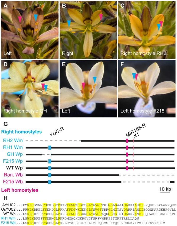 Phenotypes and R-locus deletion maps of homostylous mutants from Wachendorfia species.