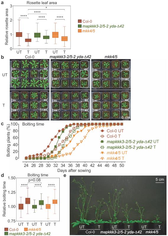 Thigmomorphogenesis phenotype showing reduced rosette leaf area and delayed bolting in Arabidopsis mutants lacking MAPKKK3/4/5 or MKK4/5 after repetitive touch treatment.