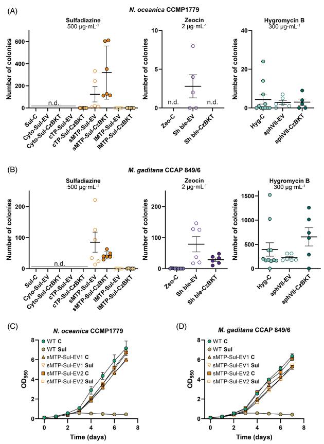 Colony counts comparing aphVII, Sh ble and Sul selectable markers in Nannochloropsis and Microchloropsis under sulfadiazine selection