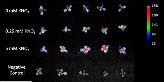 Sentinel Plants Quantify Bioavailable Nitrate