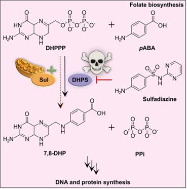 Sulfadiazine Selection Boosts <em>Nannochloropsis</em> and <em>Microchloropsis</em> Transformation