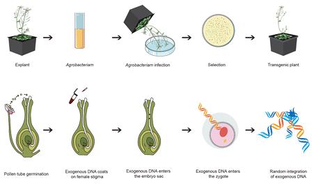 Toward Genotype-Flexible Plant Transformation