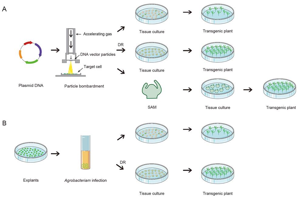 Particle bombardment (A) and Agrobacterium-mediated transformation of cultured explants (B)