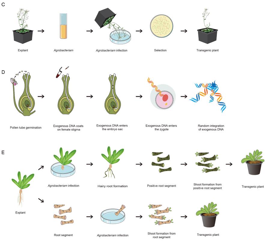 Floral dip (C), pollen-tube pathway (D), and cut-dip-budding (E)