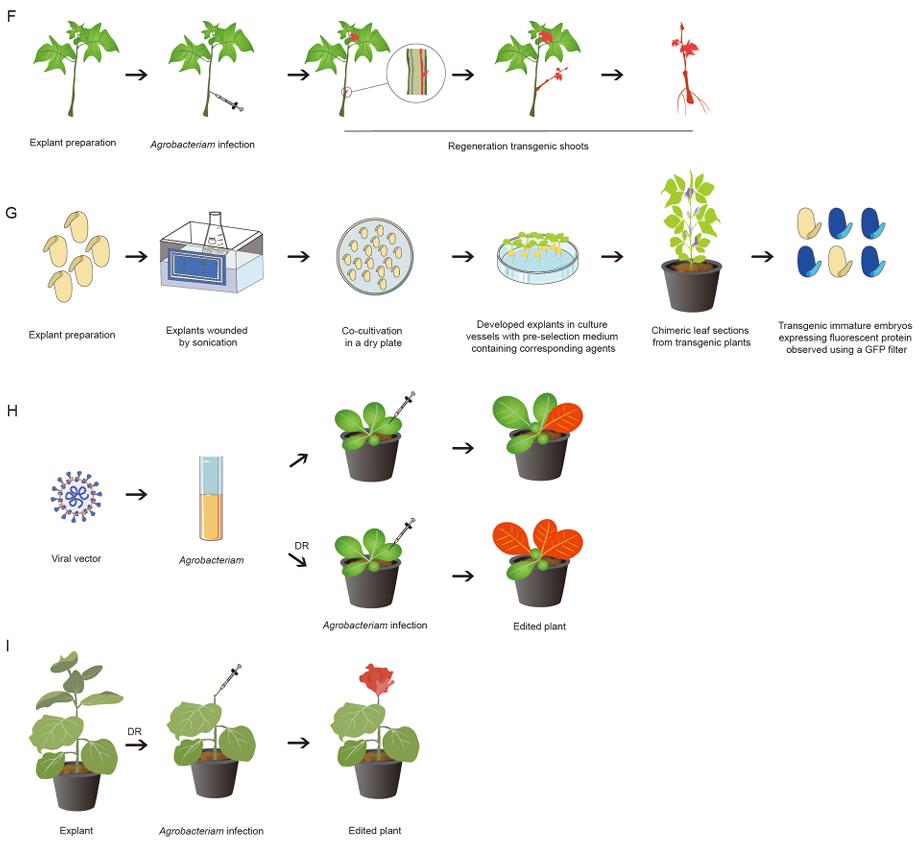 RAPID in planta injection (F), GiFT seedling transformation (G), virus-mediated delivery (H), and in planta injection (I)