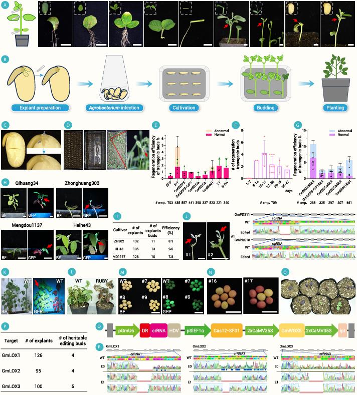Schematic and experimental results for cut-dip-budding-mediated soybean transformation using imbibed seed explants, including regeneration, cultivar testing, and heritable gene editing