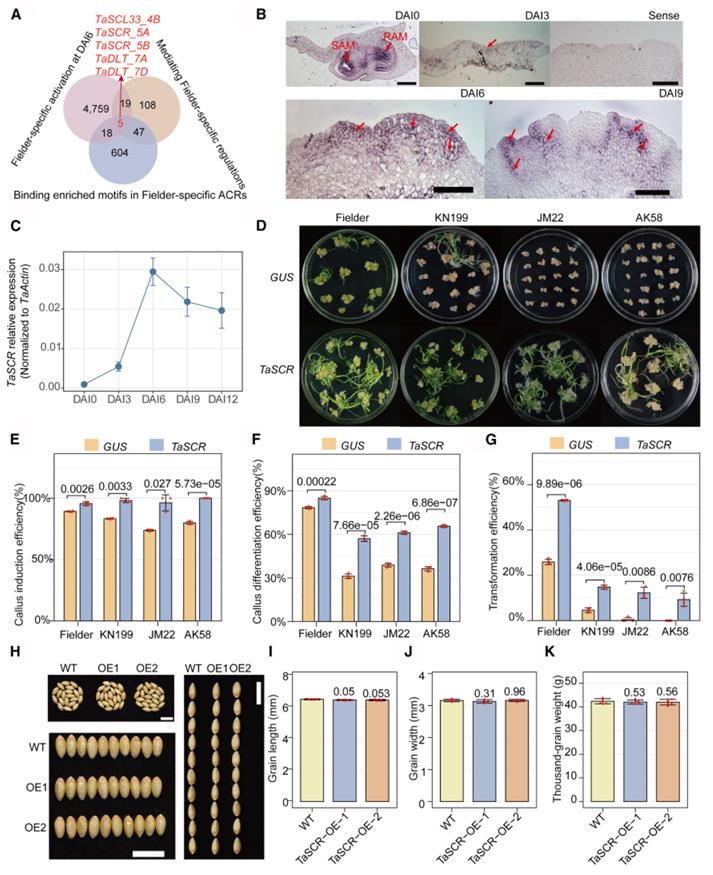 Overexpression of TaSCR improves callus induction, differentiation and transformation efficiency across diverse wheat varieties